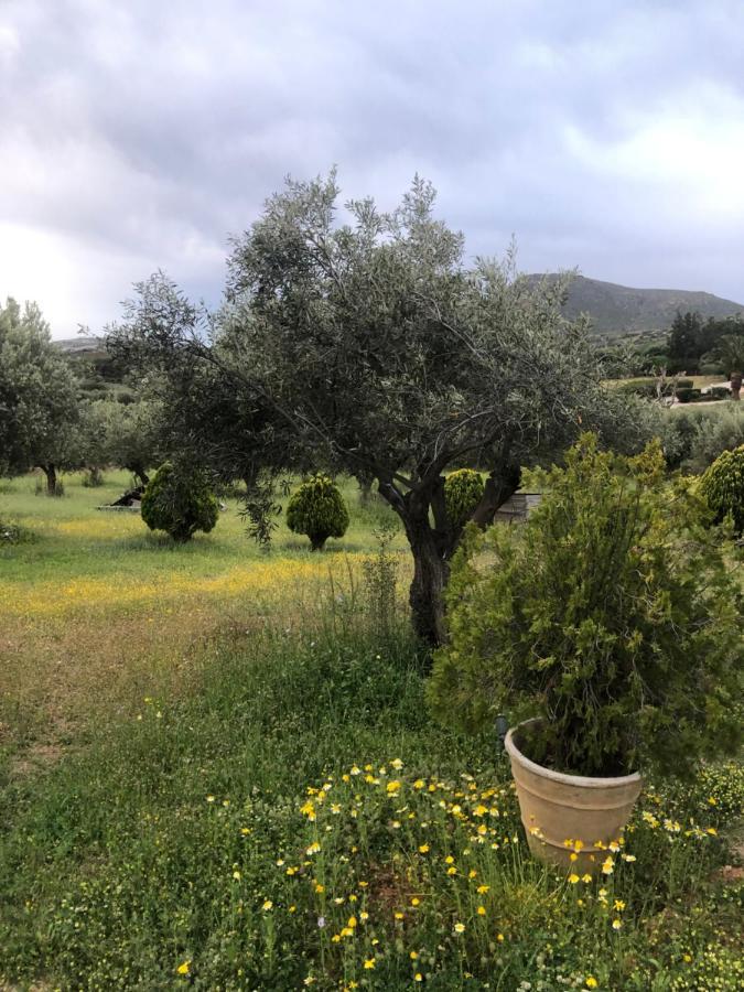 Pensjonat Olive Grove Anavyssos Zewnętrze zdjęcie