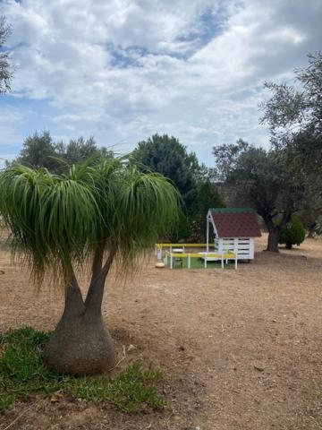 Pensjonat Olive Grove Anavyssos Zewnętrze zdjęcie