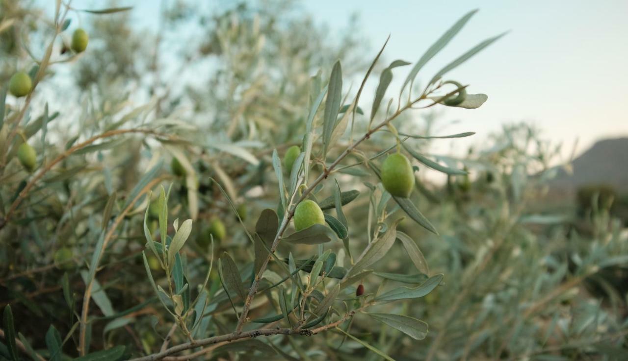 Pensjonat Olive Grove Anavyssos Zewnętrze zdjęcie